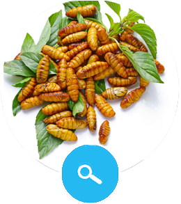 Silkworm