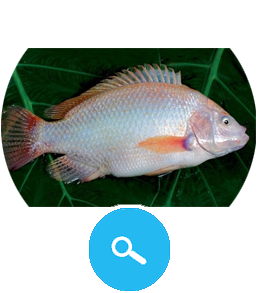 Red Tilapia Fish