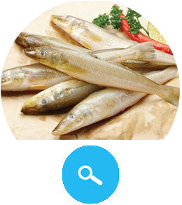 Sillago Fish