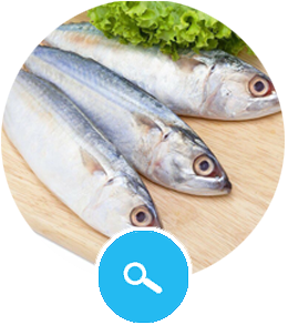 Indian Mackerel Fish