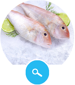 Gold Threadfin Breams