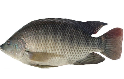 Black Tilapia