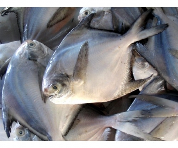 Silver Pomfret