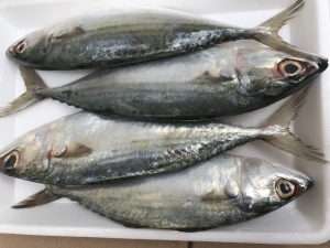 Indian Mackerel Fish