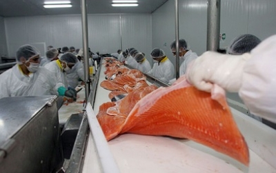 Farmed Salmon Price Volatility Worse Than Shrimp As Prices Soar More than 60%, 3rd Time Since 2010