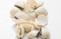 White Clam y