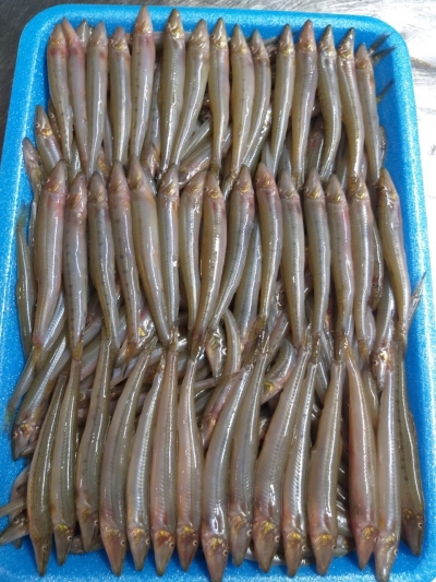 Anchovy