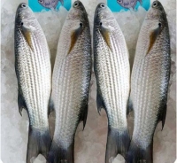 Grey Mullet Fish