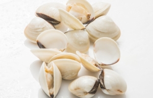 White Clam shell on