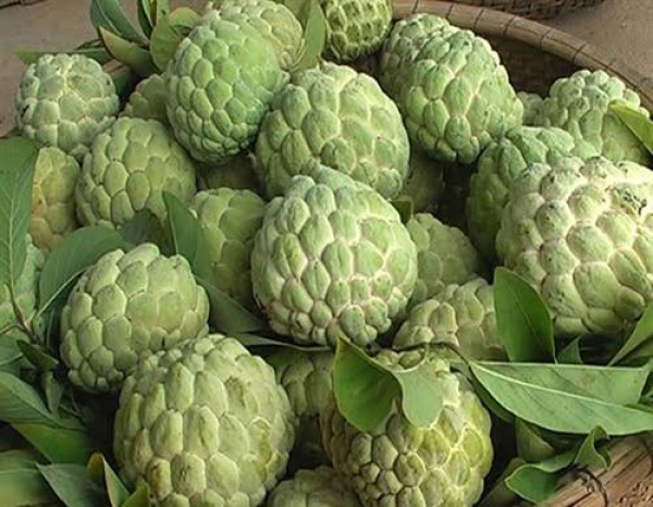 Custard Apple