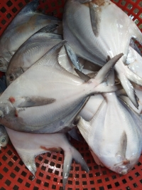 Silver Pomfret