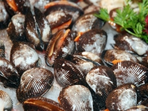 Ark Shell Meat