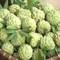 Custard Apple