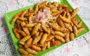 Silk Worm