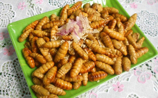 Silk Worm