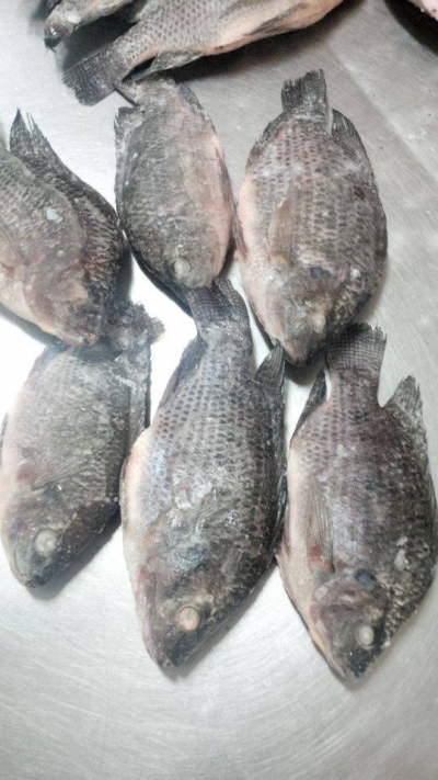 Black Tilapia