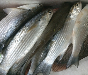 Grey Mullet Fish