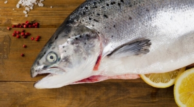 AquaBounty Testing Market Potential of its GM Salmon in Brazil and Argentina