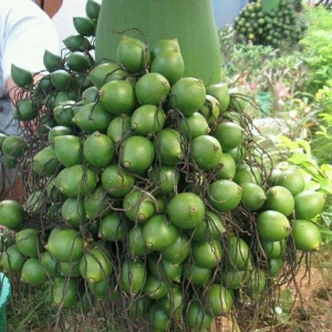 Palm Nut