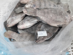 Black Tilapia (Latin name: Oreochromis Niloticus)