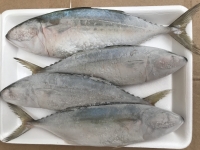 Indian Mackerel Fish